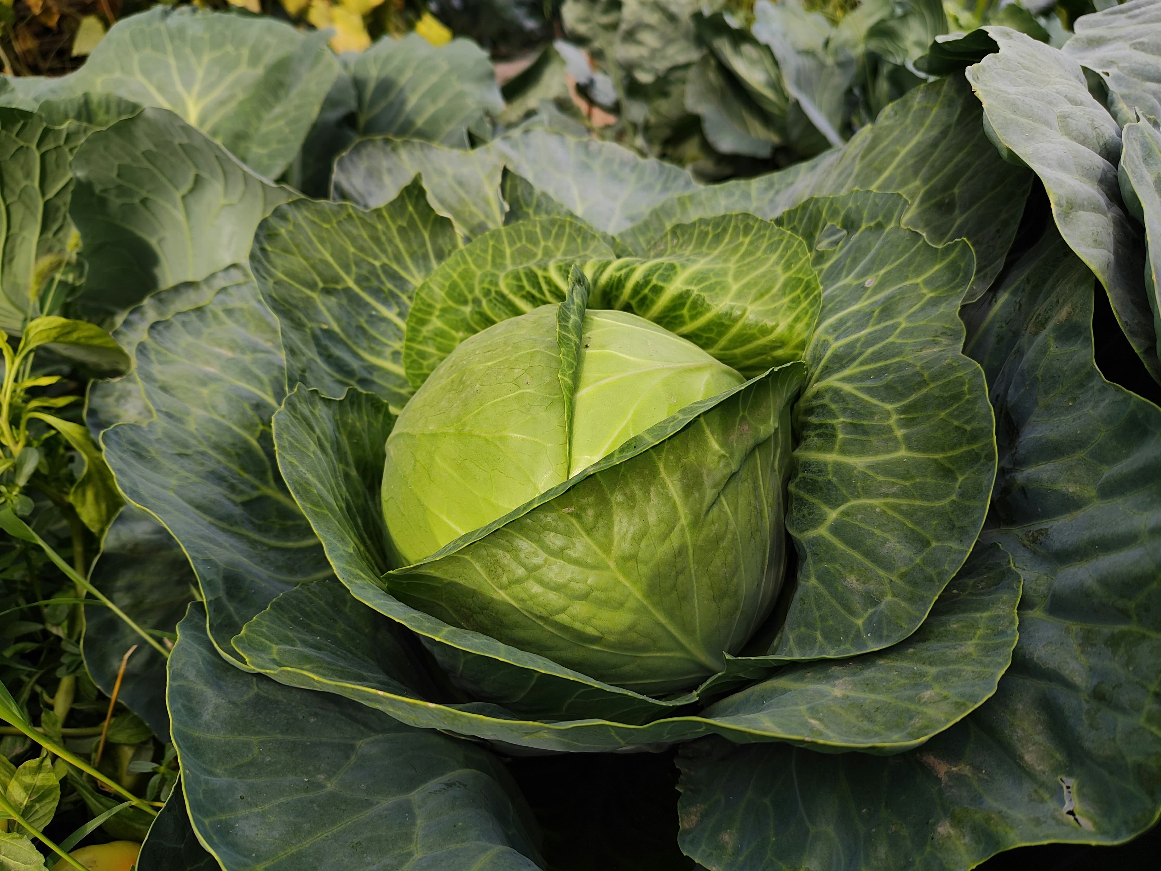 Cabbages