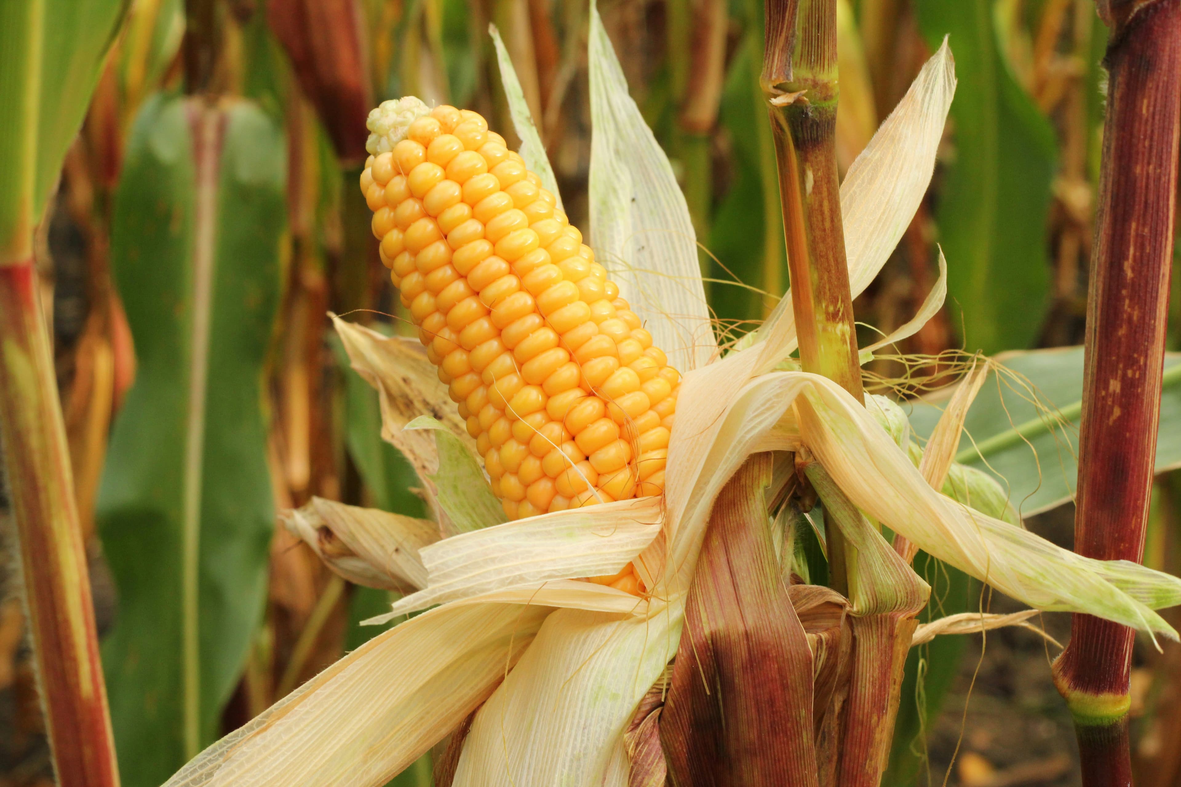 Maize
